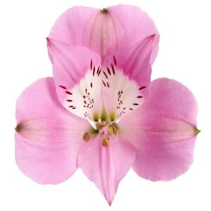 Alstroemeria Layla