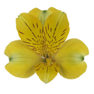 Alstroemeria Gold