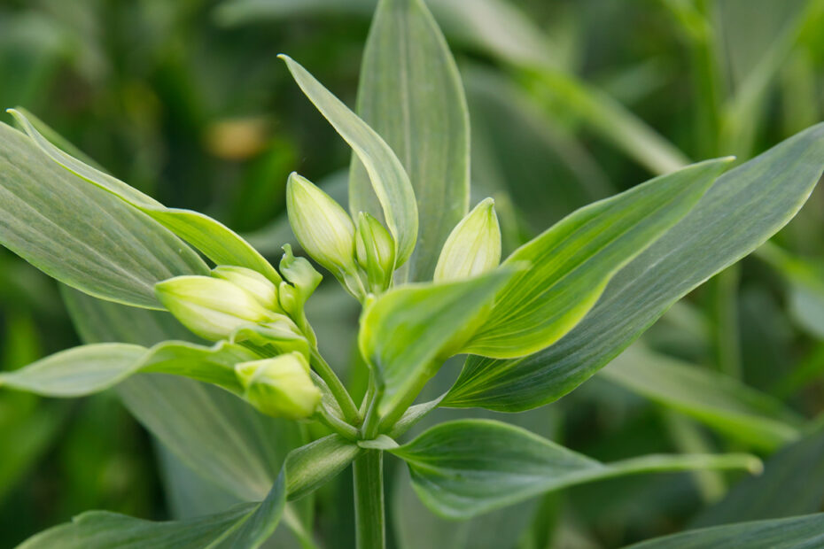 Every_Alstroemeria_FSI_Certificering