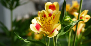 De gele Alstroemeria in de kas