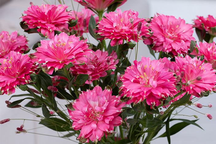 Close-up van een boeket roze Fashionista Sofiena's.