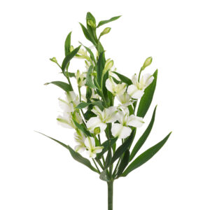 Charmelia Alba