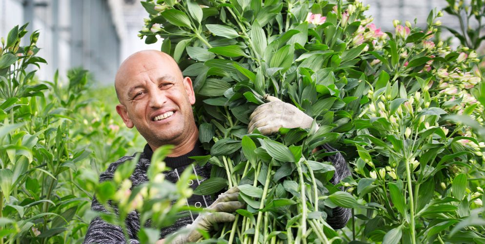 De mondiale Alstroemeria-route onthuld