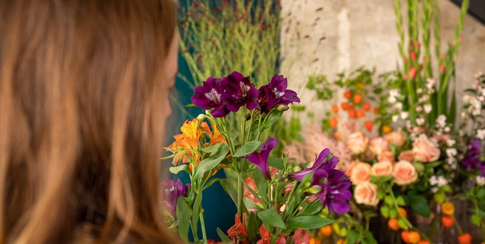De Alstroemeria op hete zomerdagen