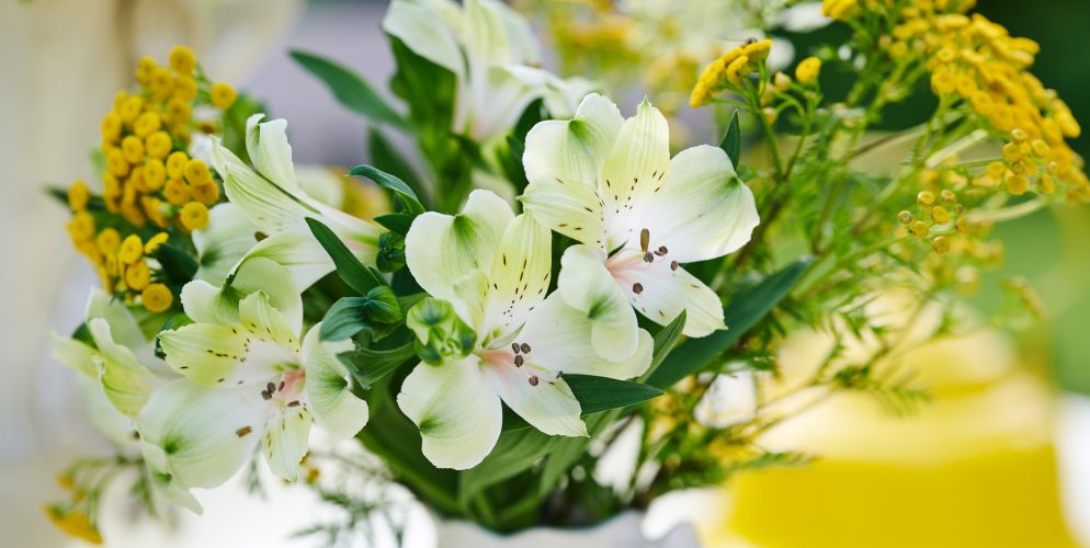 HilverdaFlorist-Alstroemeria-Standard-Green Wonder-6